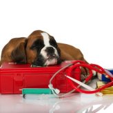 Lo que debe contener un botiquín para Perros