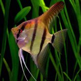 Los mejores peces para tu Acuario