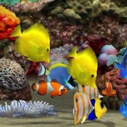 Los peces como mascotas
