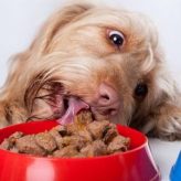 Cómo escoger la mejor comida para tu Perro