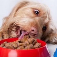 Cómo escoger la mejor comida para tu Perro