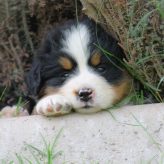 Cuidados de un cachorro en sus primeros días