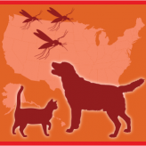 El gusano del corazón en Perros