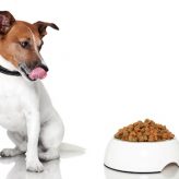 Escoge la mejor comida para tu Perro