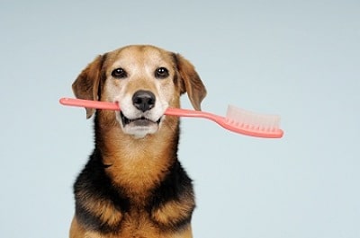 Las caries en los perros