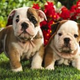 El Bulldog Americano