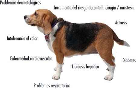 Enfermedades en perros  Enfermedades en perros 