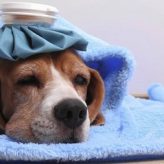 Infecciones Urinarias en los Perros