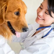 Las Mascotas necesitan Vitaminas