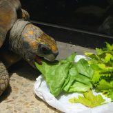 Qué comen nuestras Tortugas