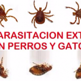 Cómo desparasitar tu Mascota