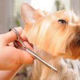 Cortes de pelo para Perros