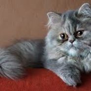 Cuidados y Carácter del Gato Persa