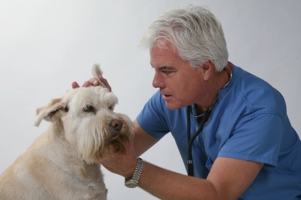 La otitis en perros síntomas y tratamiento