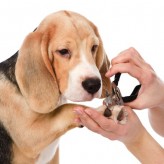 Cómo cortarle las uñas a tu Perro