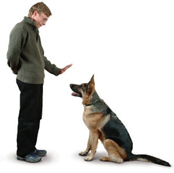 10 trucos para educar a un perro