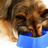 Cuanto dar de comer a nuestro Perro