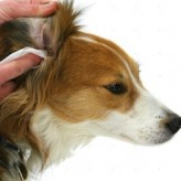 Higiene de los oídos del perro