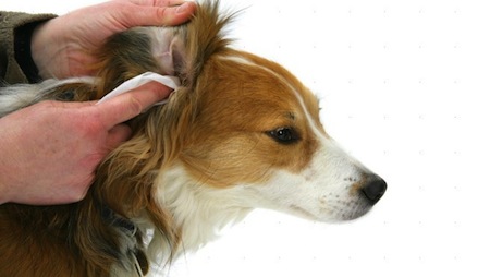 Higiene de los oidos del perro