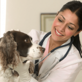 La Alopecia Canina