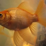 Los Peces Dorados