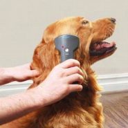 Tratamiento para la caída del pelo en Perros