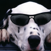 Cómo convivir con un perro ciego