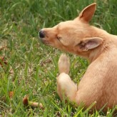 Cómo desparasitar a mi Mascota