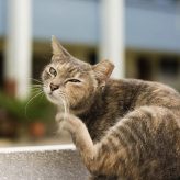 Cómo mantener aseado tu Gato