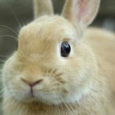 Consejos para cuidar tu Conejo
