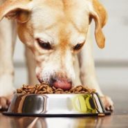 Heces amarillas en Perros