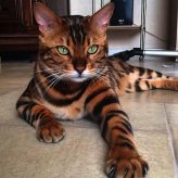 Las razas mas bonitas de Gatos