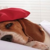 Picazón en las orejas del cachorro