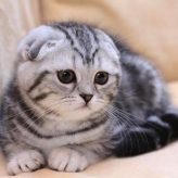 Raza de Gato Fold Escocés