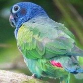 El Lori de Cabeza Azul