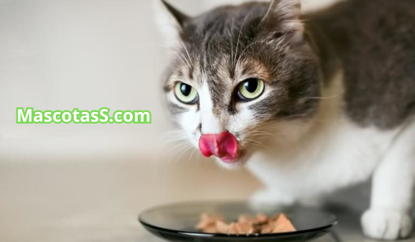 Mejor alimento casero para gatos