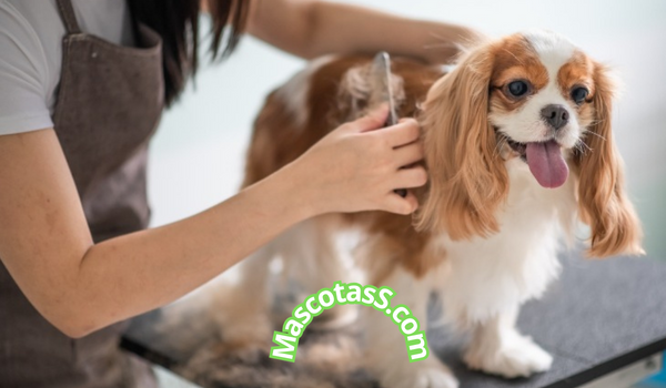 Tratamiento casero para perros con sarna