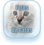 Imagenes de Gatos