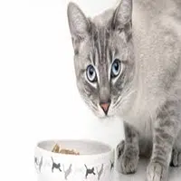 Alimentación de un gato adulto