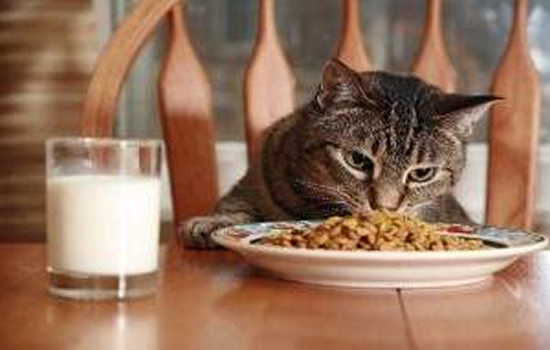 Tipos de alimento para un gato adulto