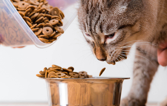 Alimentación de un gato adulto