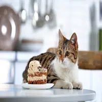 Alimentos prohibidos para gatos