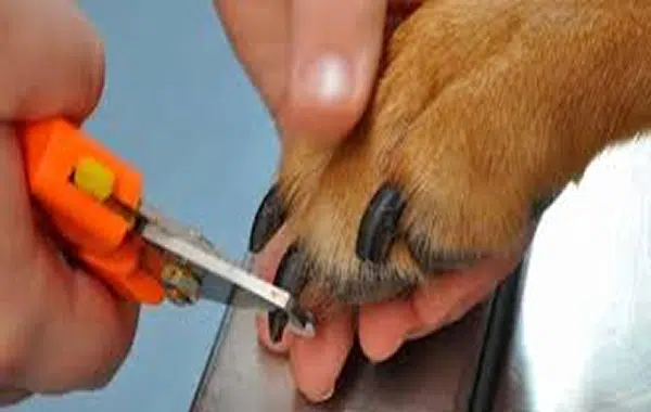 Cómo cortar las uñas de un perro Cómo Cortar Las Uñas De Un Perro En Forma Sencilla
