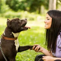 Cómo educar un perro adulto