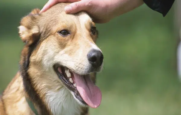 Cómo educar un perro adulto Consejos Para Educar Un Perro Adulto