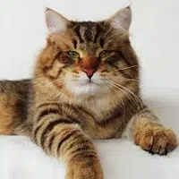 Gato Siberiano