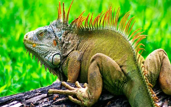 Terrario Para Iguana Casero