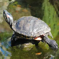 Cuidados de las tortugas de agua