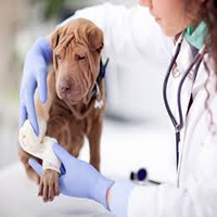 Examen de sangre en perros
