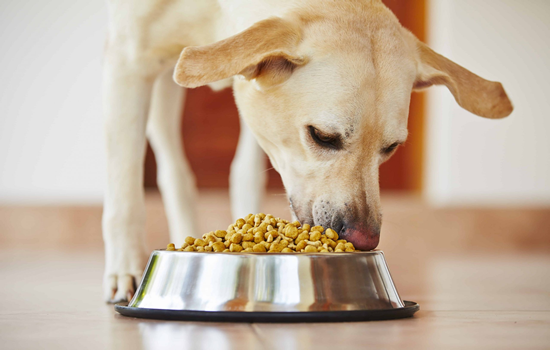 Omega 3 para perros y su aporte nutricional